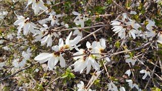 개나리 모양과 비슷한 이 식물 천연기념물 #봄꽃#약용식물