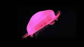 3D Hologram - Jelly Fish Butterfly and Bird