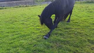 Naughty Friesian Phoenix wont listen to owner