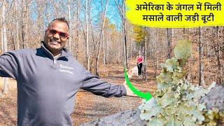 अमेरिका के जंगल में मिली मसाले वाली जड़ी बूटी Jungle life in USA