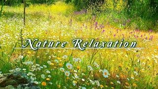 Relaxing Nature Ambience Meditation  8h GOOD MORNING SPRING NATURE THERAPY Meadow Healing Sounds