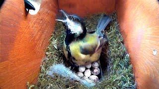 BIRDS NEST ATTACKED BY A PREDATOR