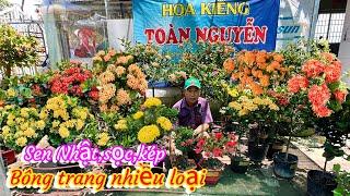 Bông trang sen Nhậtvàng sọccánh kép..0107 0966705151.Toàn-Nguyễn