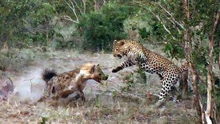 Leopards Battle Hyenas Over Kill