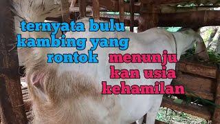 mengenali usia kehamilan kambing cukup dengan melihat banyak sedikitnya bulunya yang rontok