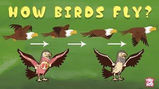 How Birds Fly? - The Dr. Binocs Show  Best Learning Videos For Kids  Peekaboo Kidz