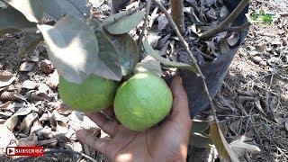 Taiwan pink guava Successfull Plantation in AndhreProdesh  Apple Ber Nursery 