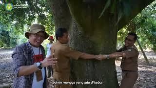 Kebun mangga 200 ha Desa Mangunjaya terbesar di Indramayu.