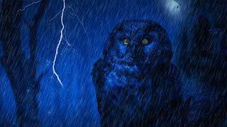 Rain in the woods.The sound of heavy rain thunderstorms owl sounds night birds. Sleep sounds.