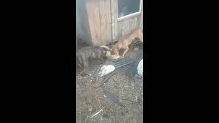 two Pit bulls catching a fox for attacking Chicken Coop