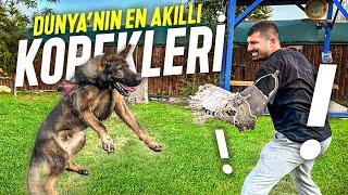 DÜNYANIN EN ZEKİ KÖPEKLERİYLE YARIŞTIK