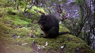 CUTEST PADEMELON