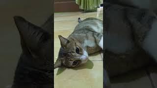 Kucing guling guling  #shorts #viral #catslover #funnycats