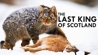 Scottish Wildcat The Highlander Cat