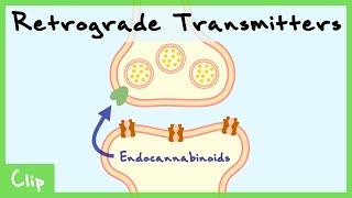 Retrograde Transmitter System Explained Endocannabinoids & Nitric Oxide  Clip