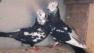 Бакинские бойные  голуби Чили