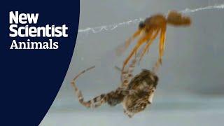 Spider avoids being eaten after sex by launching itself away at 88cms