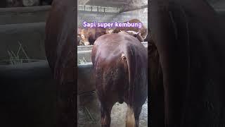 Sapi simental super kembung #sapi #sapisuper #sapijumbo #sapisimental#kembung #bloating #sapilemosin