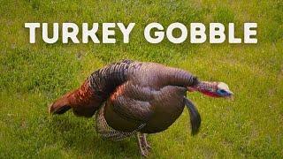 Wild Turkey Gobble - Use This Sound While Hunting