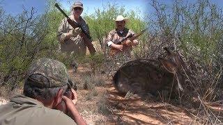 Rabbit Hunting with Spring Piston Airguns