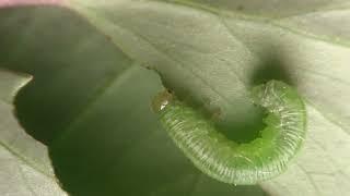 Columbine sawfly life stages