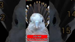 3 Ciri Asli Perkutut Pandawa mijil #perkututkaturanggan #perkututmistis #burung