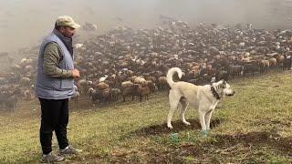 1700 KOYUN 5 KÖPEK İLE DAĞLARDA YAŞIYOR  ​GÖÇEBE ÇOBAN @MORKOYUNTV  BELGESEL 4K