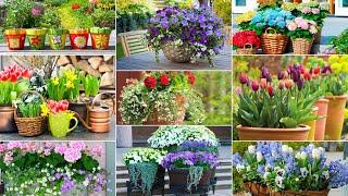 Transform Your Garden with Stunning Potted Flower Arrangements Creative Ideas & Tips