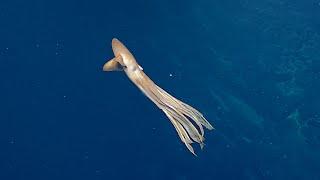 One Seamount THREE Dumbo Octopus  Nautilus Live