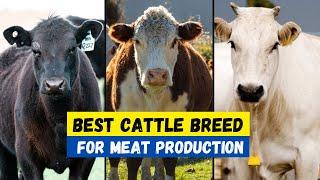 Top 10 Best Cattle Breeds For Meat Production  Beef Producing Cow