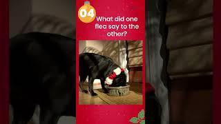 Laugh All the Way Top 5 Funny Christmas Dog Quotes Ever