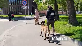 Собака в городе. Выход группы с тренером. Социализация. Обучение. Курс базовый