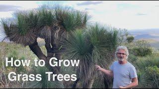 How to Grow Grass Trees