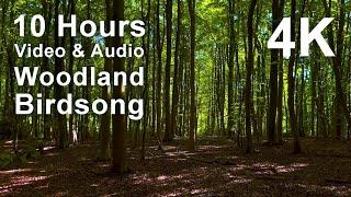 4K UHD 10 hours - Woodland Birdsong - mindfulness ambience relaxing meditation nature