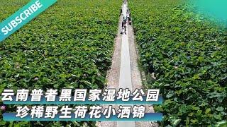 【文化旅游】云南野生荷花小洒锦开出罕见三色花瓣 来源@#山西新华网  #中国文化 #文化 #艺术 #非遗 #历史 #旅游 #景点 #景色