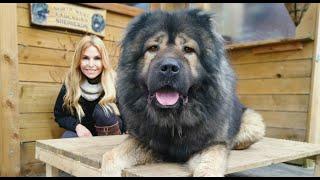 DOG KILLERS - TOP 5 WORLDS DEADLIEST DOGS - Caucasian Ovcharka Kangal Malinois Rottweiler....