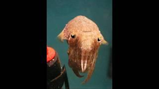 Cuttlefish Alien Or Pokemon?...#fish #pokemon #shorts
