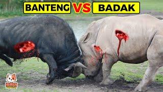 Bagaimana Jika BADAK VS BANTENG Bertarung di Alam Liar Mana Yang Paling Beringas?