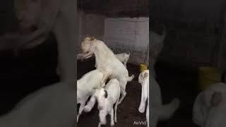 Goat Mating with Big Breeder  Goat breeding in Farm
