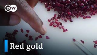 Mozambiques rubies A blessing or a curse?  DW Documentary