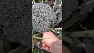 Broccoli Harvest