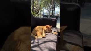 The luxurious life of a ginger cat in Turkey ️