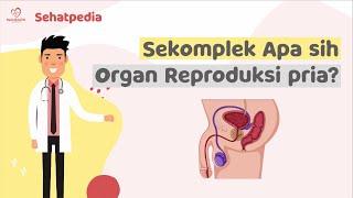 Mengenal Organ Reproduksi Pria  - Sehatpedia