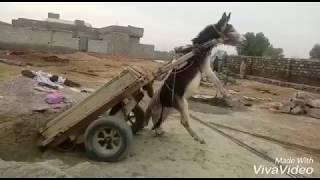 new 2018 pakistani very funny video donkey  funy video
