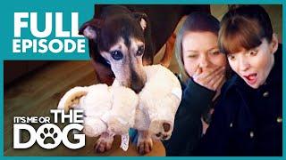 The Four-Legged Baby Buster  Full Episode  Its Me or the Dog