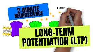 2-Minute Neuroscience Long-Term Potentiation LTP