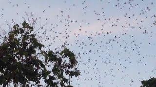 Sparrows  Rice pest birds that must be protected