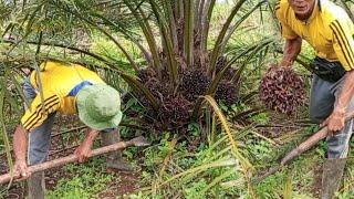 Panen Perdana Kelapa Sawit PPKS SIMALUNGUN - Usia 30 Bulan