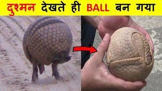 ये जानवर दुश्मन को देखते ही गोल क्यों हो जाते हैं ?Why do these animals become round on seeing enemy