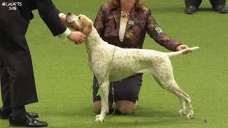 Best of Breed Gundog GroupPOINTER2017-2022